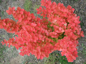 Picture of Berberis